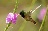 Lophornis helenae