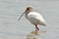 Platalea alba