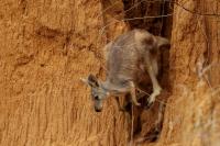 Eastern grey kangaroo