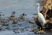 Egretta garzetta