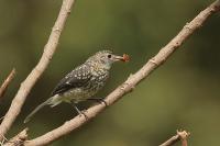 Muscicapa caerulescens