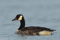 Branta canadensis