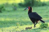 Bucorvus leadbeateri 