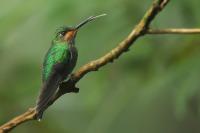 Heliodoxa jacula