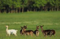 Fallow deer