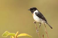 Saxicola torquatus