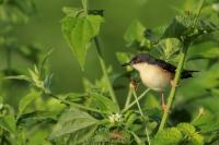 Prinia socialis