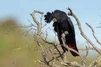 Calyptorhynchus banksii