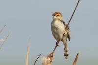 Cisticola chiniana