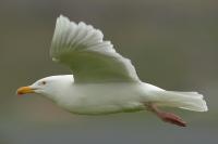 Larus hyperboreus