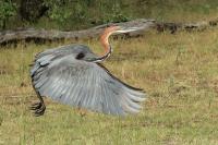 Ardea goliath