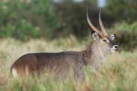 Waterbuck