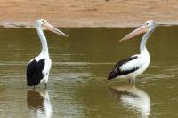 Pelecanus conspicillatus