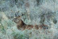 Red deer