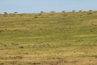 Mongolian gazelle