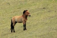 Przewalski's  Horse