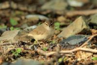 Phylloscopus fuscatus