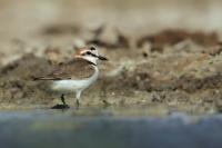 Charadrius alexandrinus