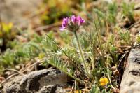 Mongolia flora