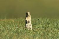 Long-tailed ground squirrel