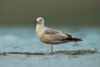 Larus vegae mongolicus