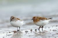 Calidris minuta