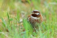 Emberiza leucocephalos