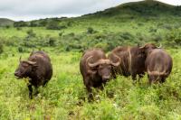 African buffalo