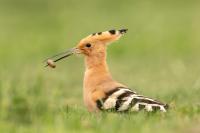 Hungary - FAUNA