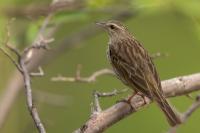 Anthus lineiventris