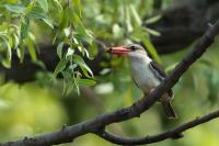 Halcyon albiventris