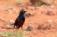 Lamprotornis shelleyi