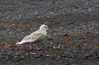 Larus glaucoides