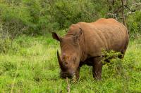 White rhinoceros