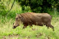 Common warthog