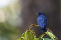 ECUADOR-FAUNA