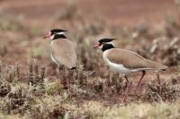 ETHIOPIA FAUNA