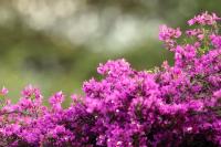 ETHIOPIA FLORA