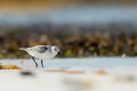 Calidris alba