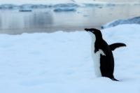 Antartica fauna