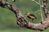 Sri Lanka FAUNA