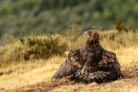 Aquila chrysaetos