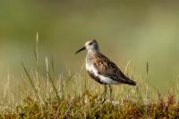 Calidris alpina