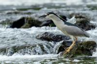 Nycticorax nycticorax