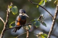 ECUADOR-FAUNA