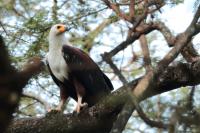 ETHIOPIA FAUNA