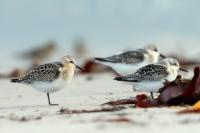 Calidris alba