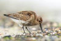 Calidris alpina