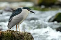 Nycticorax nycticorax