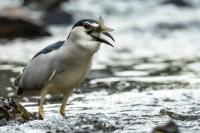 Nycticorax nycticorax